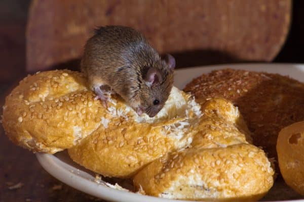 12476009 - mouse in the kitchen eating bread - Best Pest Control, Bozeman, Montana How to handle mice and other rodents in your home Best Pest Control Bozeman Montana Page 8