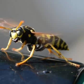 wasps are in my house