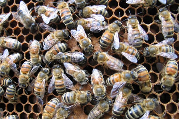 blog-bees - Best Pest Control, Bozeman, Montana How do I prevent bees from getting into my house Best Pest Control Bozeman Montana Page 7