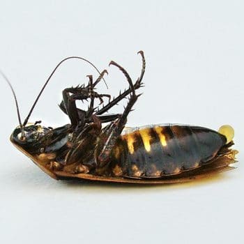 I need a pest exterminator