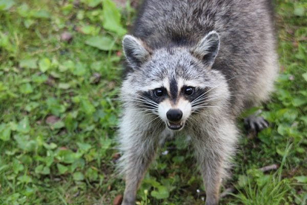 blog-raccoons-in-the-wild - Best Pest Control, Bozeman, Montana Natural raccoon deterrents Best Pest Control Bozeman Montana Page 7