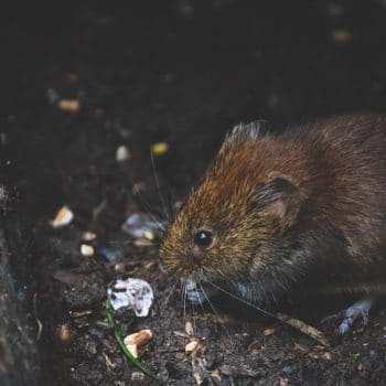 voles in my yard