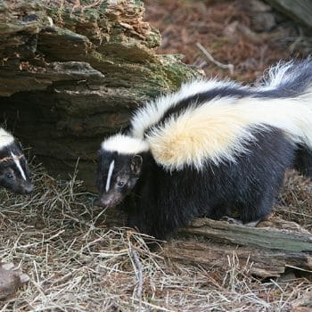 Family of skunks in my yard