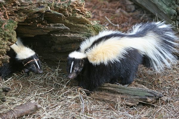 blog-skunk-family - Best Pest Control, Bozeman, Montana Keeping Skunks and Raccoons Out of Your Bozeman Yard Proven Strategies That Actually Work Best Pest Control Bozeman Montana