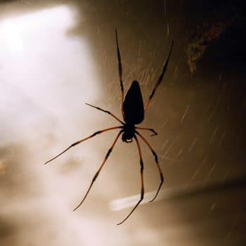 Spiders near my house