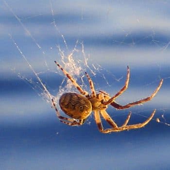 Spider in web, Best Pest Control Caper WY