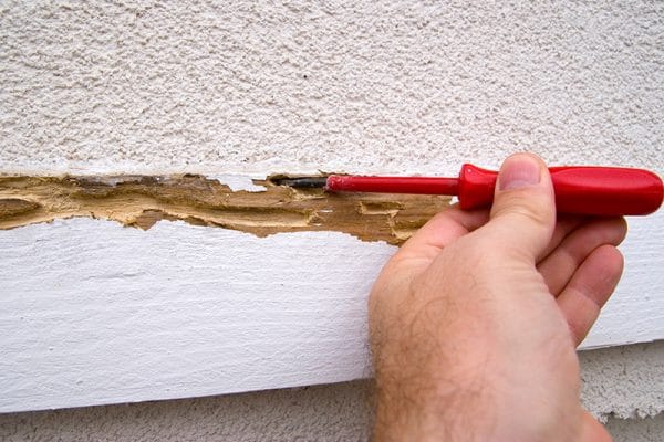 blog-termite-damage - Best Pest Control, Bozeman, Montana Pest Inspections for Bozeman Real Estate Buyers and Sellers Best Pest Control Bozeman Montana Page 3
