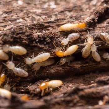 termites in my basement