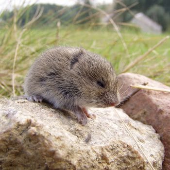 Vole removal near Bozeman