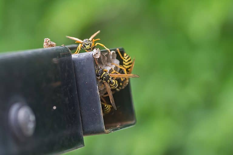 How to Make Your Bozeman Yard Less Attractive to Wasps Proven Strategies for a Sting Free Summer   Best Pest Control Bozeman Montana