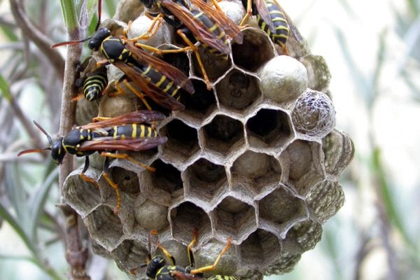 My tree has a wasp nest