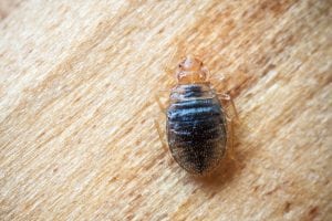 how to tell if you have bed bugs