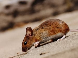 mice pest control